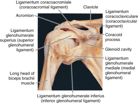 articulatio humeri ligaments